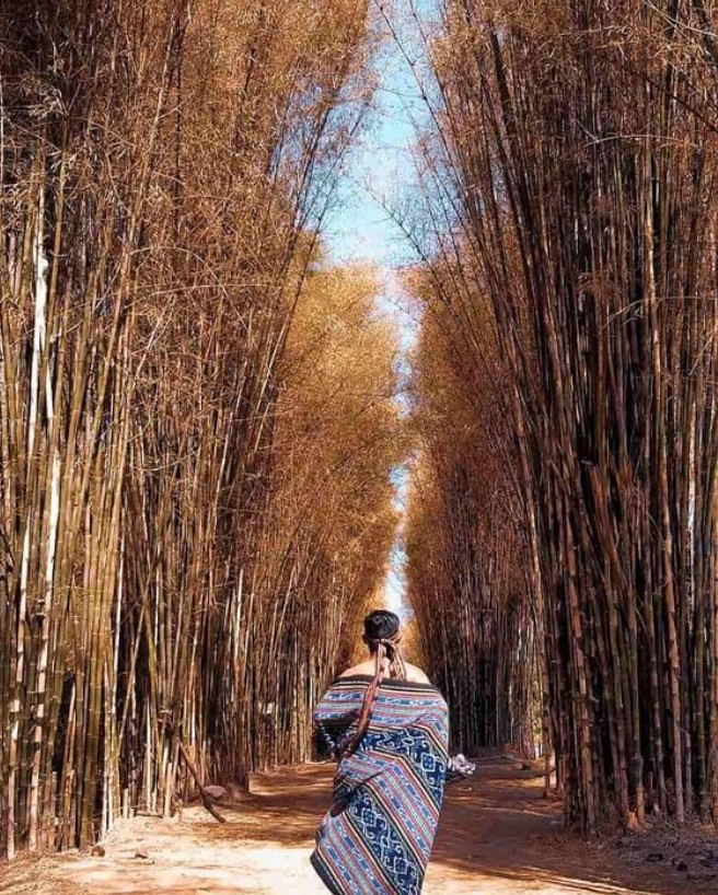 hutan bambu keputih surabaya